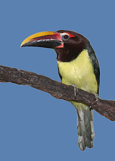 Tucan Arasari Verde