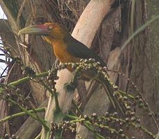 Tucan Banana, Tucan Amarillo