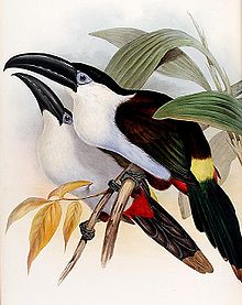 Tucan Celeste Piquinegro