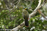 Tucan de Pico Maculado