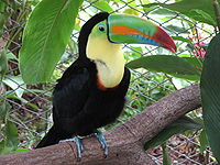Tucan Iris pico multicolor