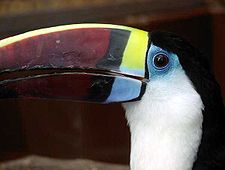 Tucan Pechiblanco