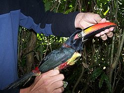 Tucan Piquinaranja